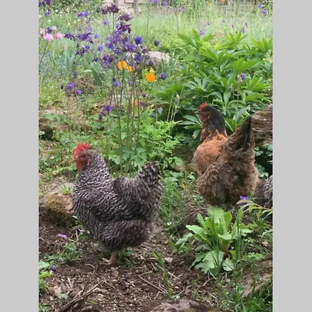 度假居 Zuhaus Schernfeichten 基茨比厄尔