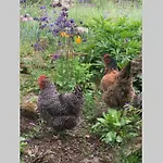Semesterbostad Zuhaus Schernfeichten Kitzbühel